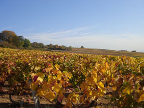 vineyard Burgundy